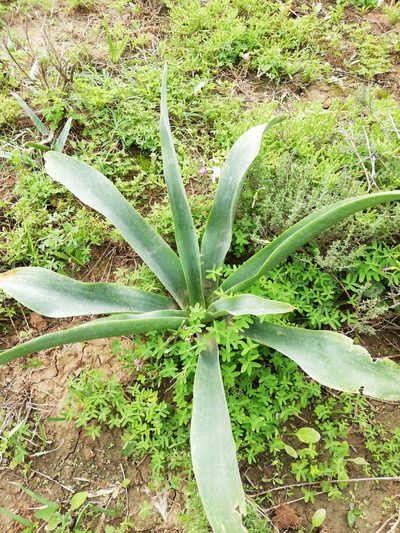 Urginavia altissima, photographed by Christiaan Viljoen