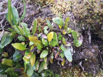 Elaphoglossum conforme, photographed by Chris Vynbos