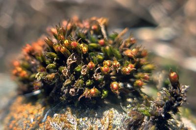 Schistidium rivulare, photographed by aarongunnar
