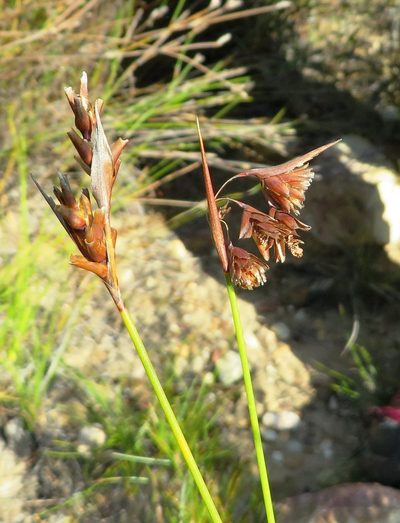 Staberoha vaginata, photographed by linkie