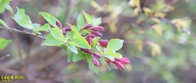 Weigela florida, photographed by Kim, Hyun-tae