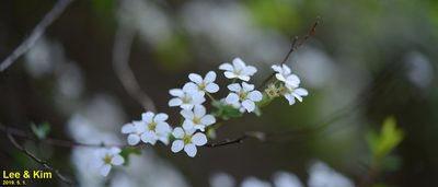 Spiraea prunifolia, photographed by Kim, Hyun-tae