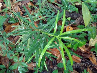 Podocarpus macrophyllus, photographed by Evan M. Raskin