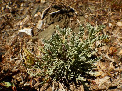 Artemisia caerulescens, photographed by Duarte Frade
