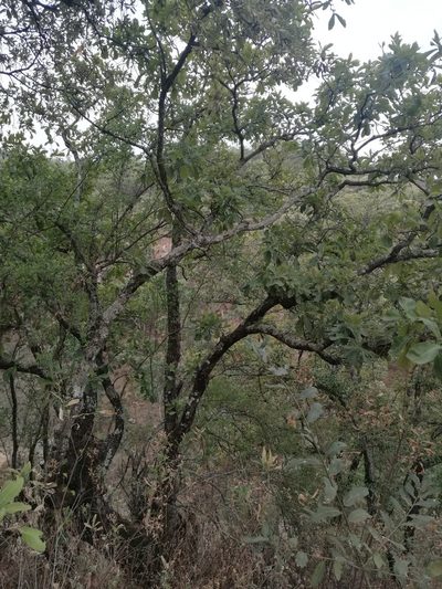 Quercus laeta, photographed by Juan Carlos Pérez Magaña