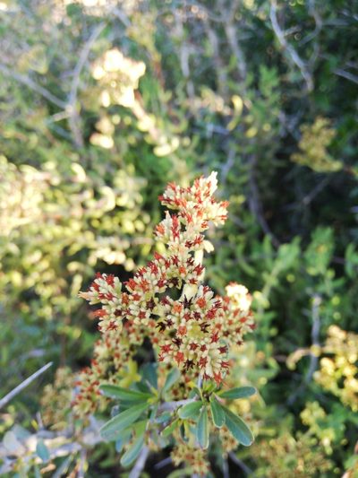 Crassula mesembryanthoides, photographed by Christiaan Viljoen