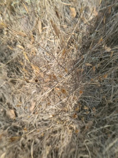 Tagetes subulata, photographed by Juan Carlos Pérez Magaña