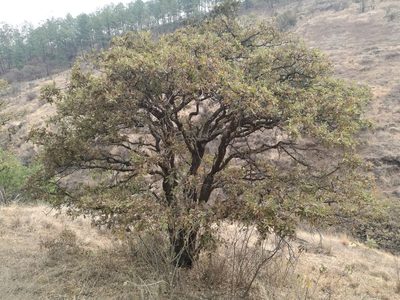 Quercus deserticola, photographed by Juan Carlos Pérez Magaña