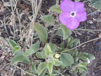 Hunzikeria texana, photographed by José Gerardo Velasco