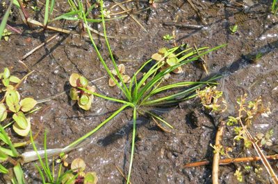 Isoetes nuttallii, photographed by Ed Alverson