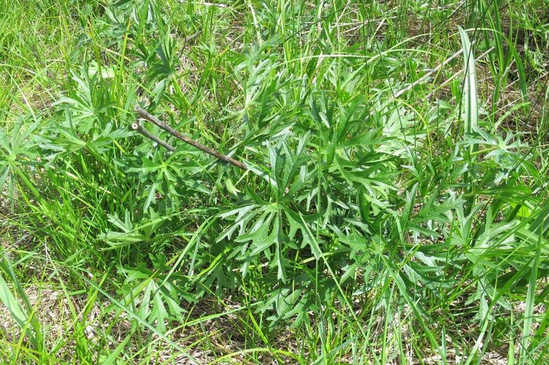 Sidalcea campestris, photographed by Ed Alverson