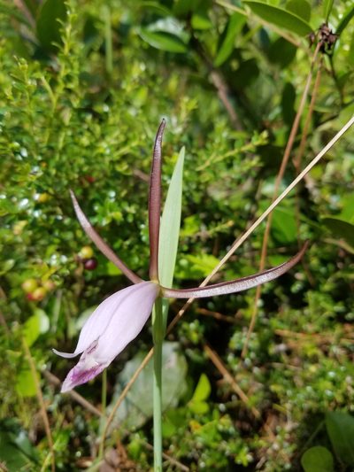 Cleistesiopsis divaricata, photographed by Scott Ward