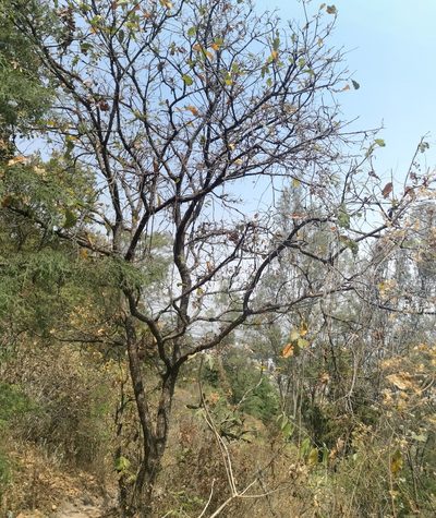 Quercus deserticola, photographed by Juan Carlos Pérez Magaña