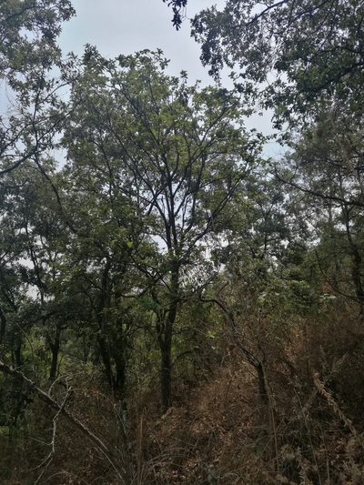 Quercus deserticola, photographed by Juan Carlos Pérez Magaña