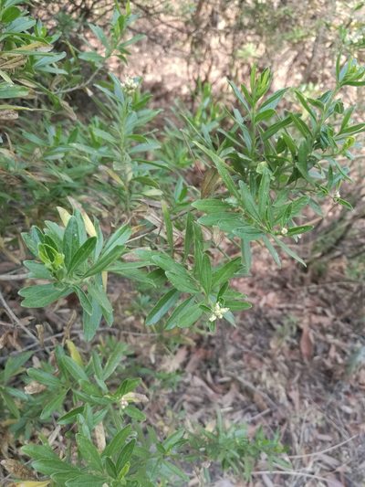 Baccharis heterophylla, photographed by Juan Carlos Pérez Magaña