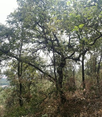 Quercus laeta, photographed by Juan Carlos Pérez Magaña