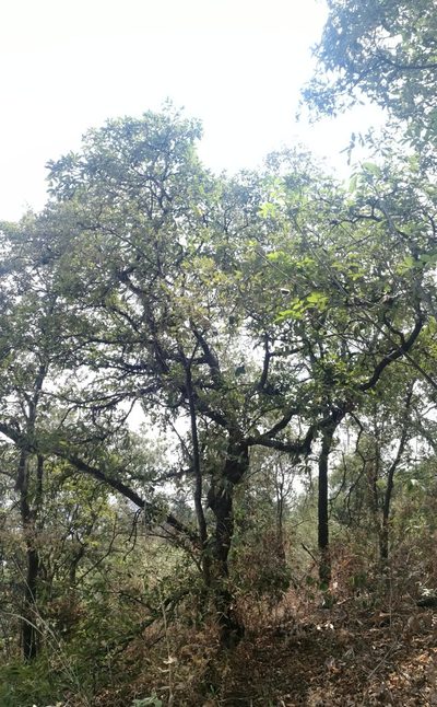 Quercus laeta, photographed by Juan Carlos Pérez Magaña
