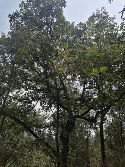 Quercus laeta, photographed by Juan Carlos Pérez Magaña