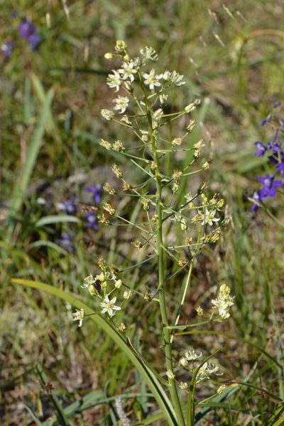 Toxicoscordion micranthum, photographed by David Anderson