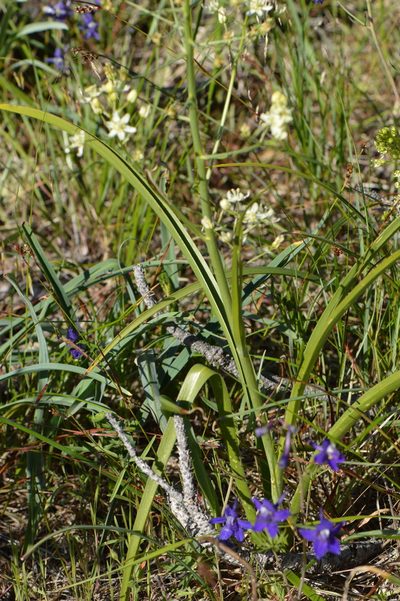 Toxicoscordion micranthum, photographed by David Anderson
