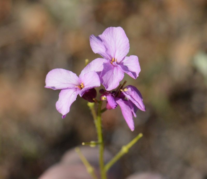 Arabis aculeolata, photographed by David Anderson