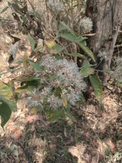 Vernonia paniculata, photographed by Juan Carlos Pérez Magaña