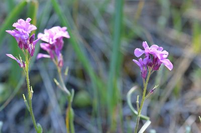 Arabis aculeolata, photographed by David Anderson