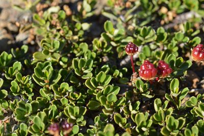 Ceanothus pumilus, photographed by David Anderson
