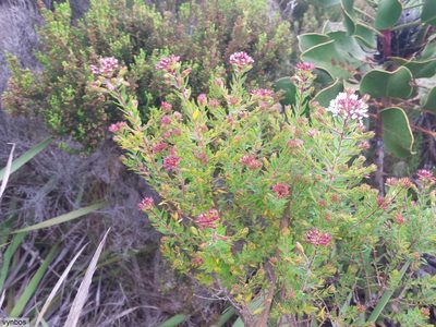 Agathosma lanceolata, photographed by Chris Vynbos