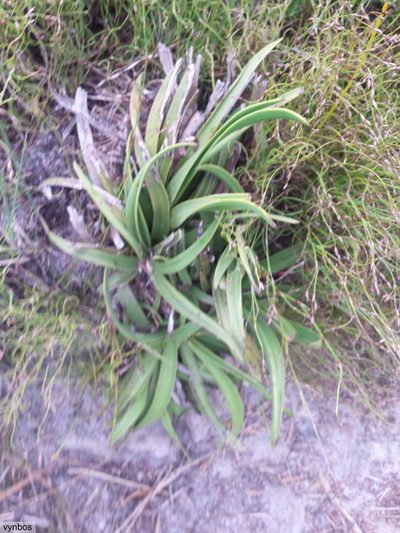 Corymbium enerve, photographed by Chris Vynbos