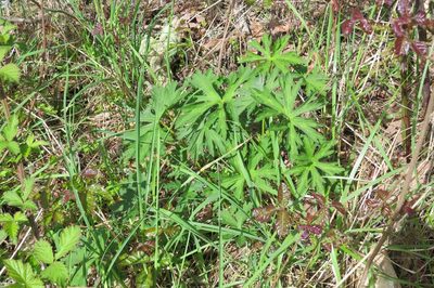 Geranium oreganum, photographed by Ed Alverson