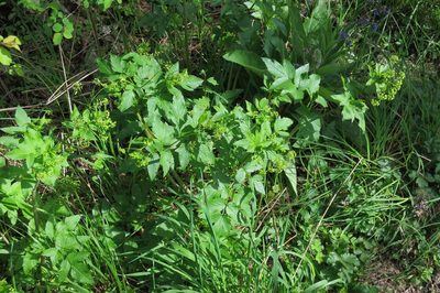 Osmorhiza occidentalis, photographed by Ed Alverson