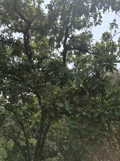 Quercus laeta, photographed by Juan Carlos Pérez Magaña