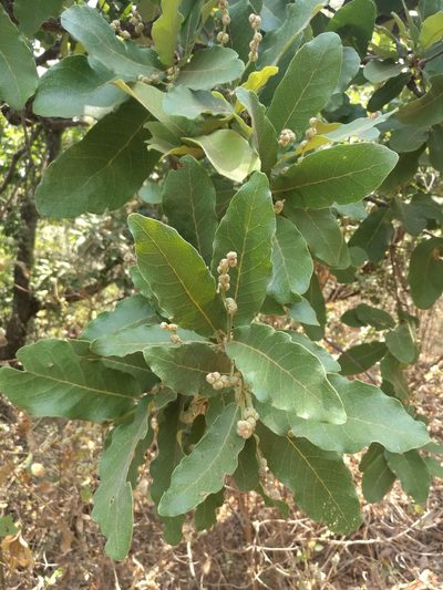 Quercus laeta, photographed by Juan Carlos Pérez Magaña