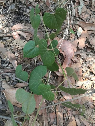 Vitis tiliifolia, photographed by Juan Carlos Pérez Magaña