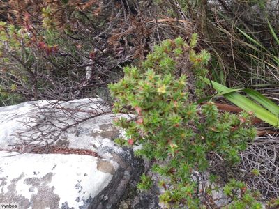 Cliffortia theodori-friesii, photographed by Chris Vynbos