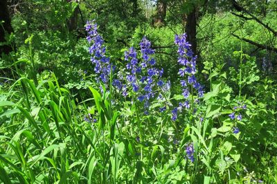 Delphinium trolliifolium, photographed by Ed Alverson