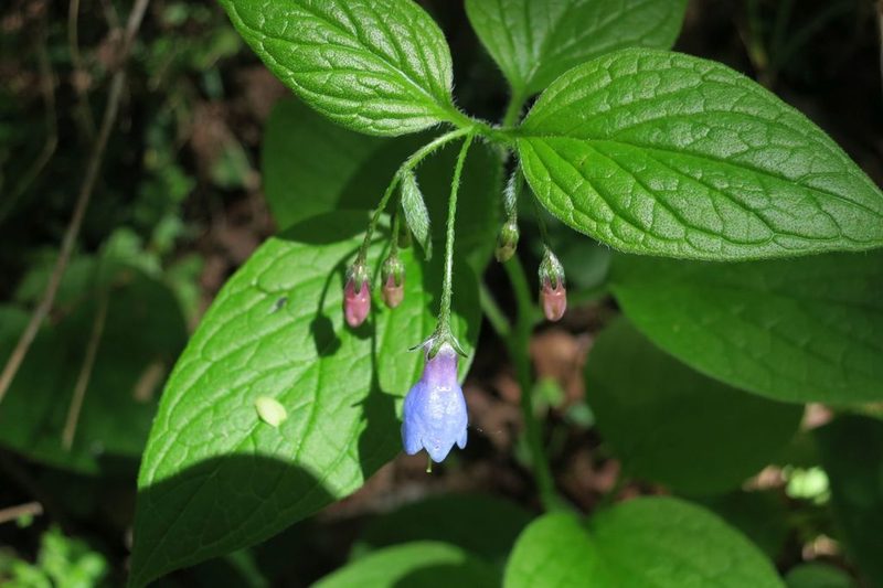 Mertensia subcordata, photographed by Ed Alverson