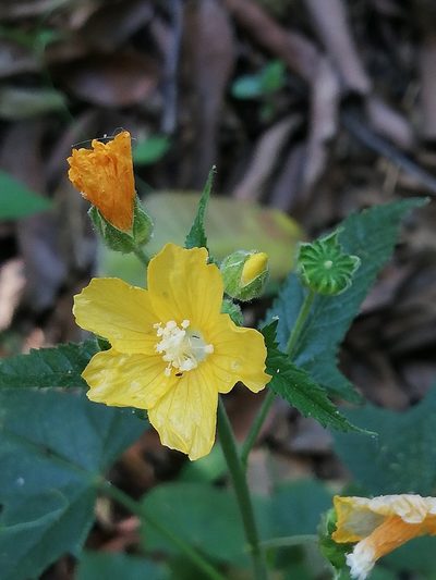 Anoda leonensis, photographed by Liliana Ramírez-Freire