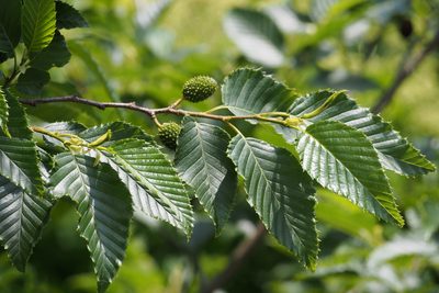 Alnus sieboldiana, photographed by harum.koh