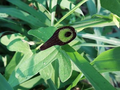 Aristolochia pentandra, photographed by Liliana Ramírez-Freire