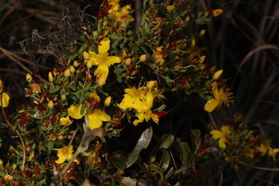 Hypericum microsepalum, photographed by Judy Gallagher