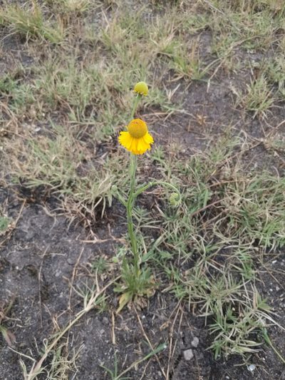 Helenium mexicanum, photographed by Juan Carlos Pérez Magaña