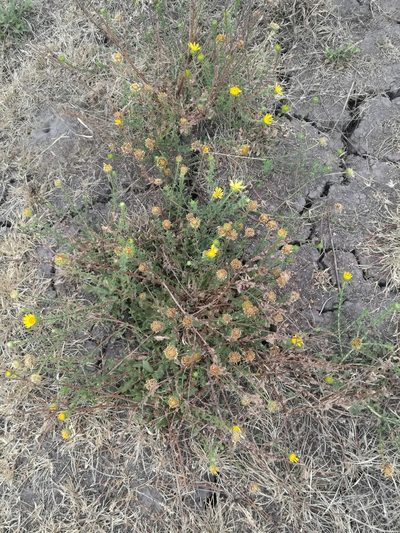 Grindelia inuloides, photographed by Juan Carlos Pérez Magaña