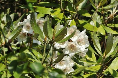 Rhododendron formosanum, photographed by Thibaud Aronson