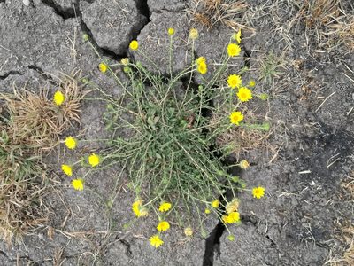 Grindelia inuloides, photographed by Juan Carlos Pérez Magaña
