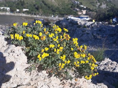 Lotus cytisoides, photographed by Valentina Caviglia