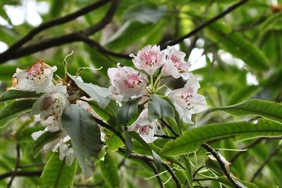 Rhododendron formosanum, photographed by Thibaud Aronson