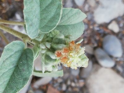 Croton leucophyllus, photographed by Liliana Ramírez-Freire