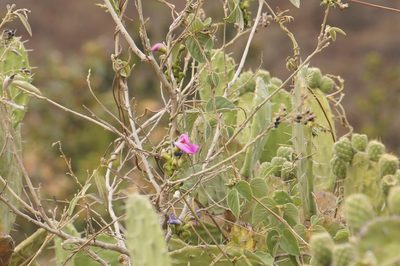 Canavalia villosa, photographed by Juan Carlos Pérez Magaña